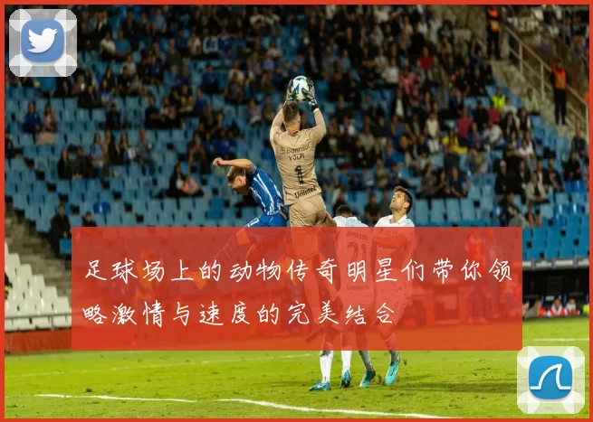 足球场上的动物传奇明星们带你领略激情与速度的完美结合