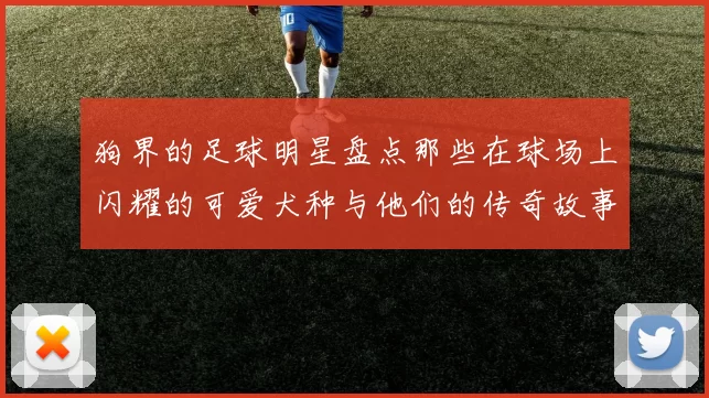 狗界的足球明星盘点那些在球场上闪耀的可爱犬种与他们的传奇故事